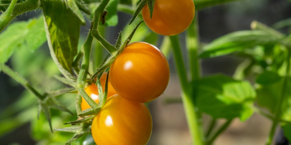 are sungold tomatoes determinate or indeterminate