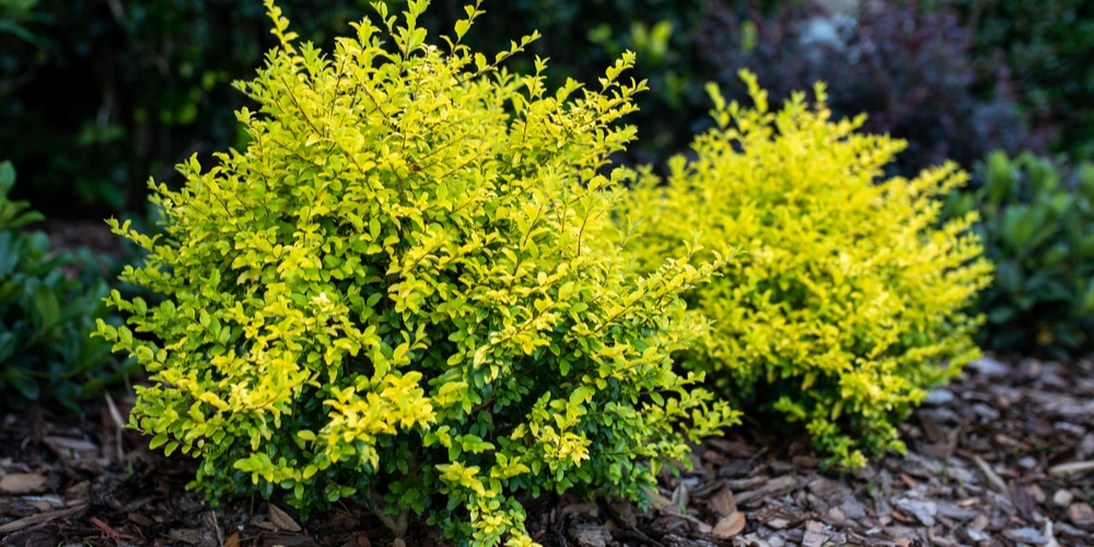 Ligustrum Tree