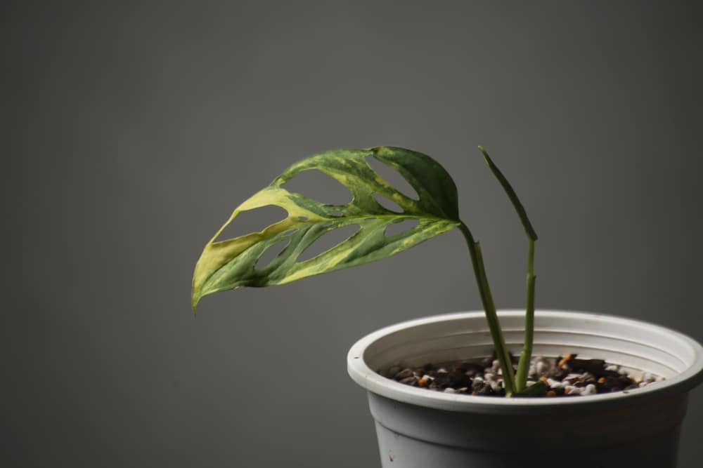 monstera leaves turning yellow