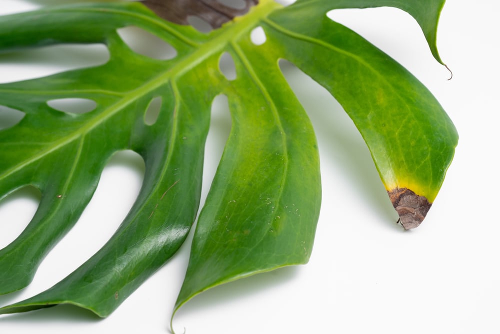 swiss cheese plant yellow leaves