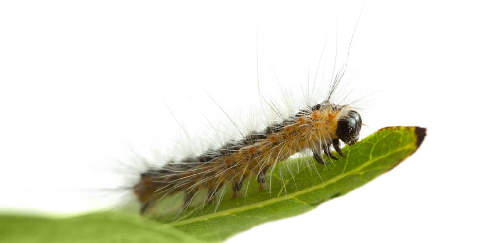 Texas Webworms