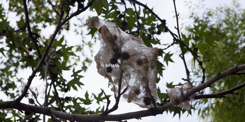 Why Are There So Many Spider Webs in Trees?