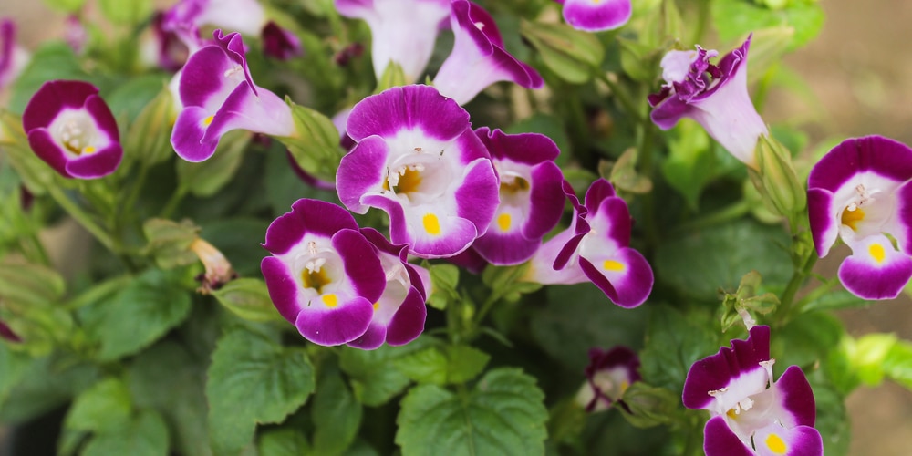 Can torenia take full sun