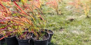 when to transplant ornamental grass