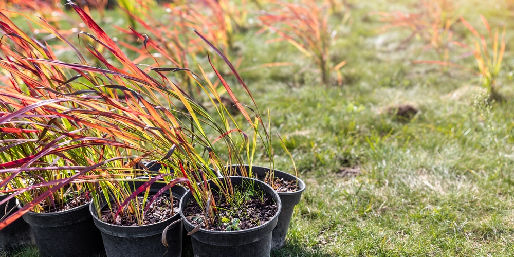 How to Transplant Ornamental Grass: A Step-by-Step Guide