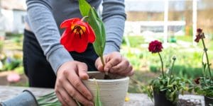 when to plant tulips in virginia