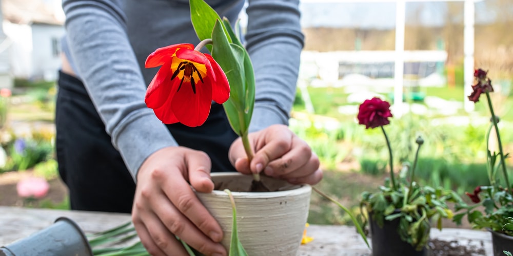 when to plant tulips in virginia
