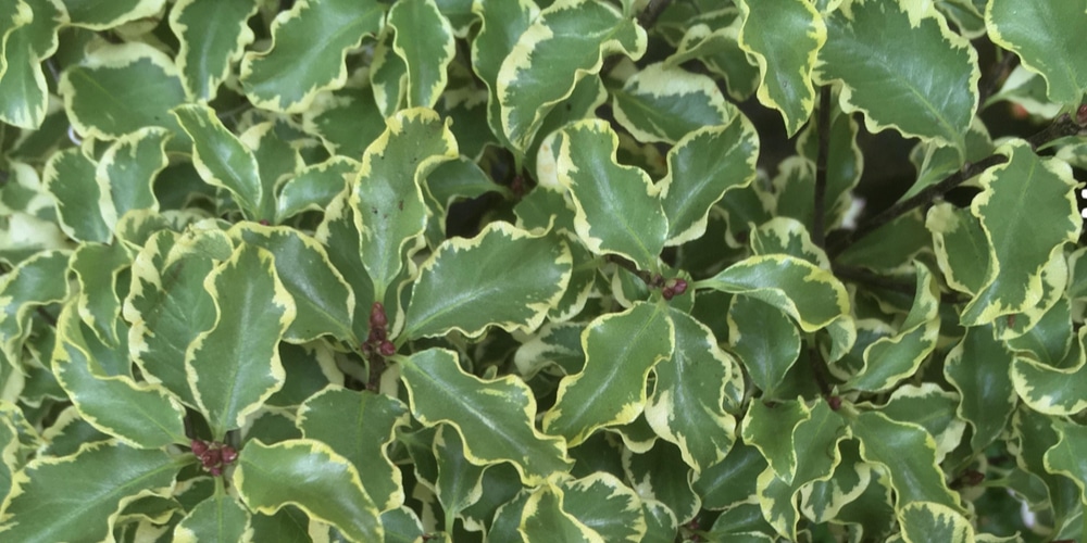 variegated pittosporum