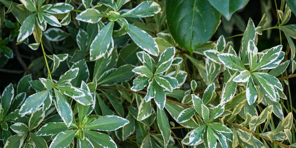 variegated pittosporum