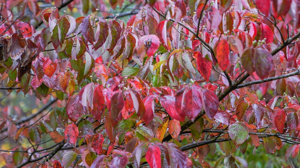 venus dogwood fall