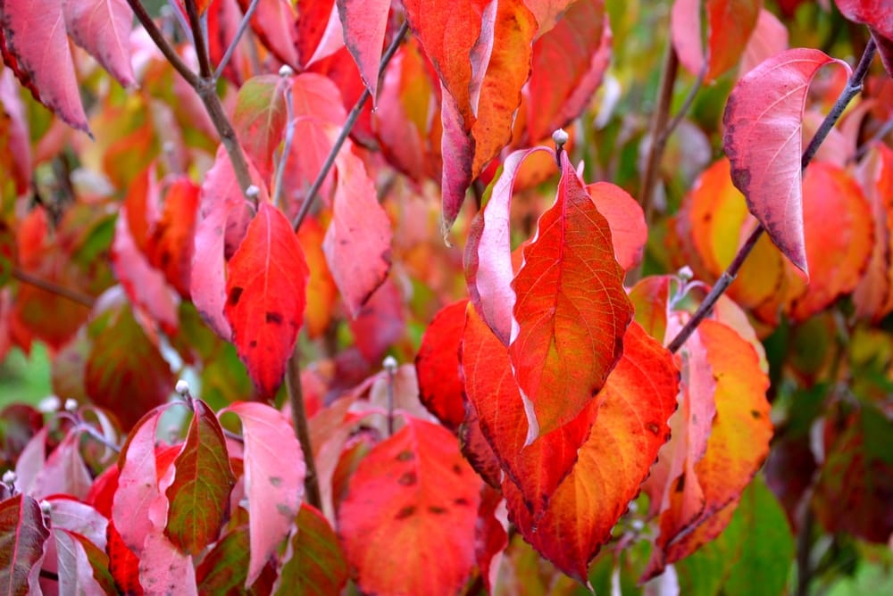 venus dogwood fall