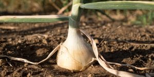 when to plant walla walla onions