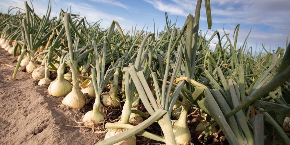 when to plant walla walla onions