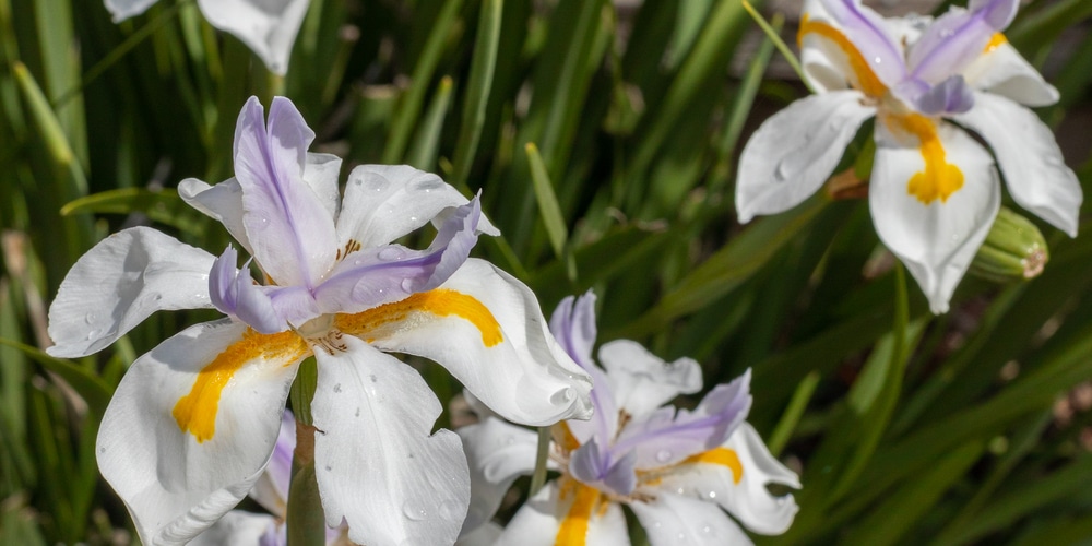 white african iris