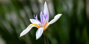 white african iris