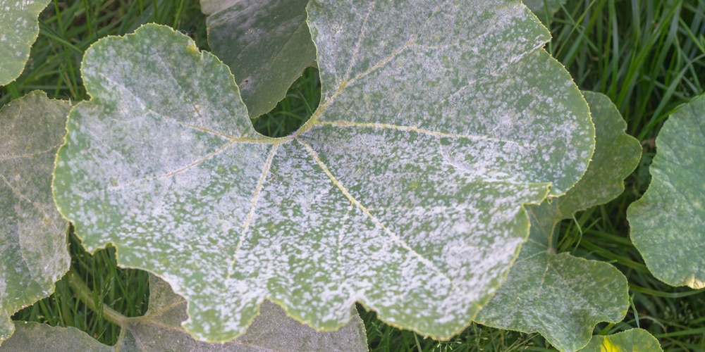 white powder on pumpkin leaves