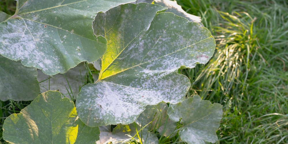 pumpkin leaves turning yellow