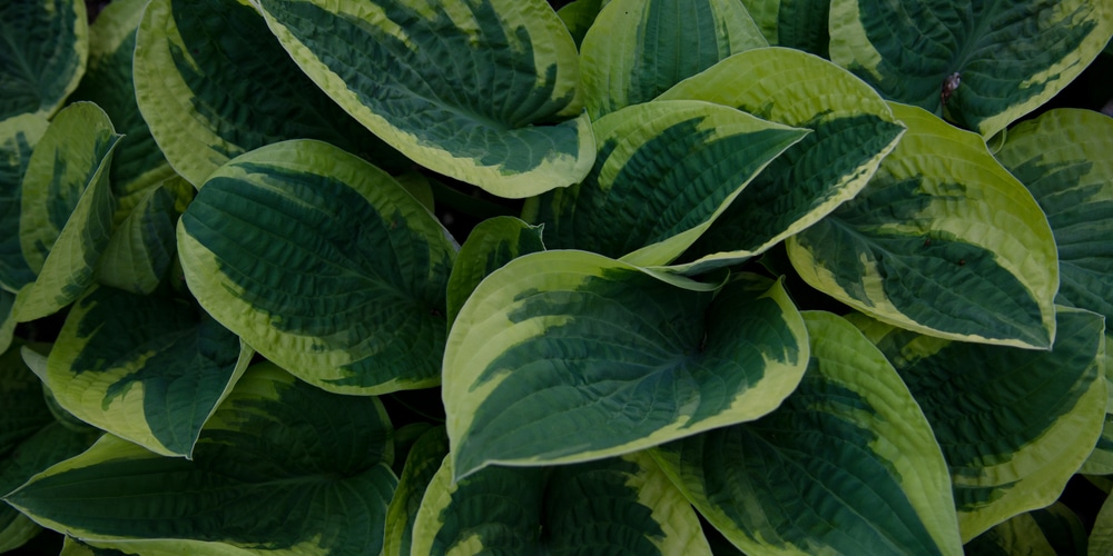 hostas winterizing