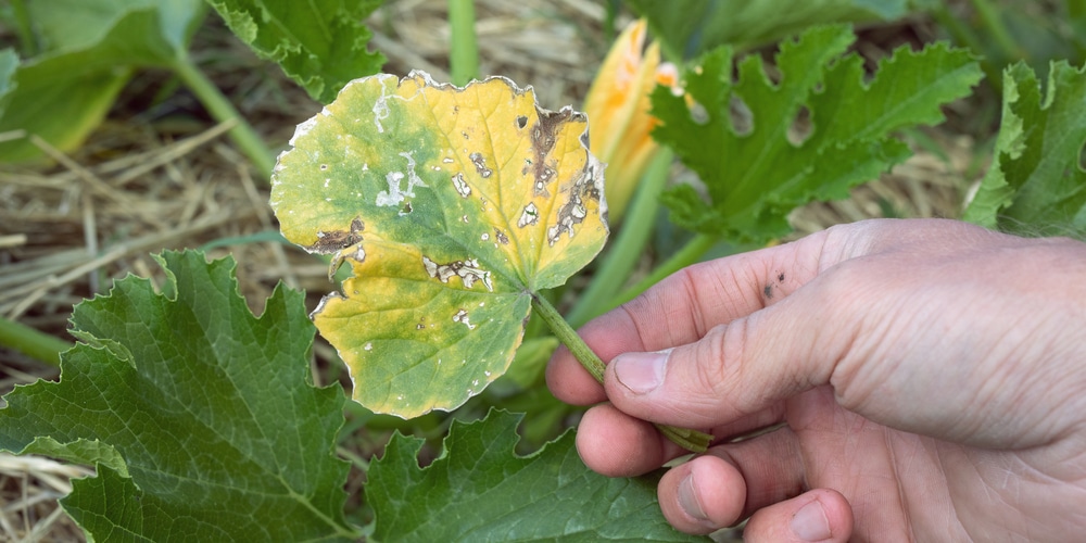 Yellow Leaves Zucchini Common Causes GFL Outdoors yellow-leaves-zucchini-common-causes-gfl-outdoors