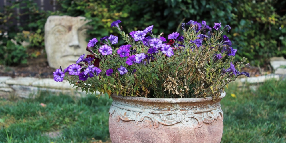 yellowing leaves on petunias