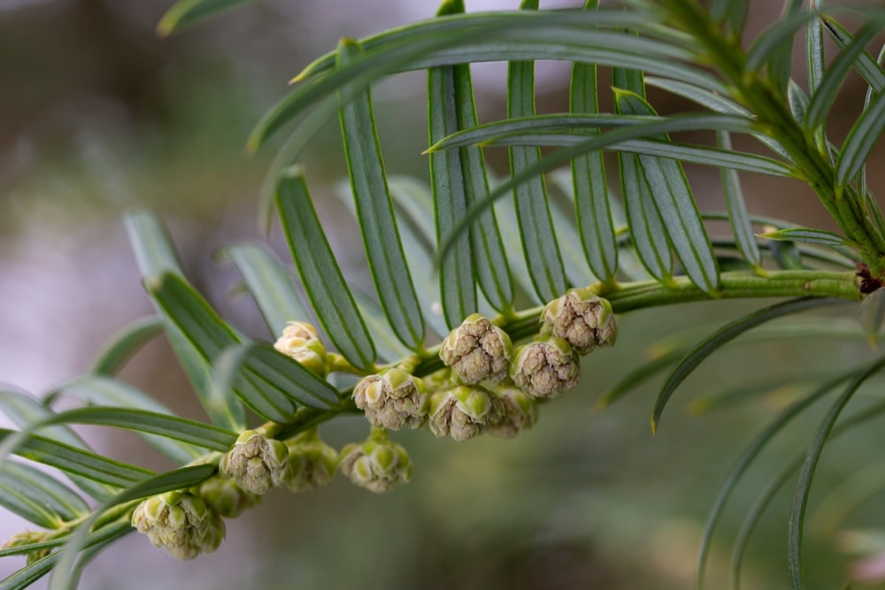 yewtopia plum yew