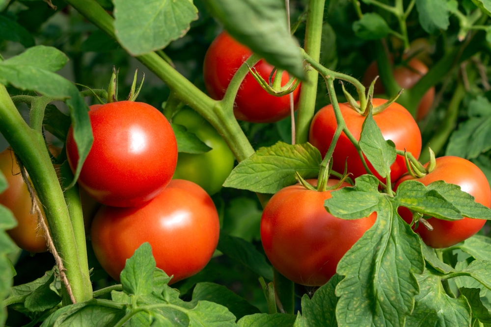 Tomato's on the vine