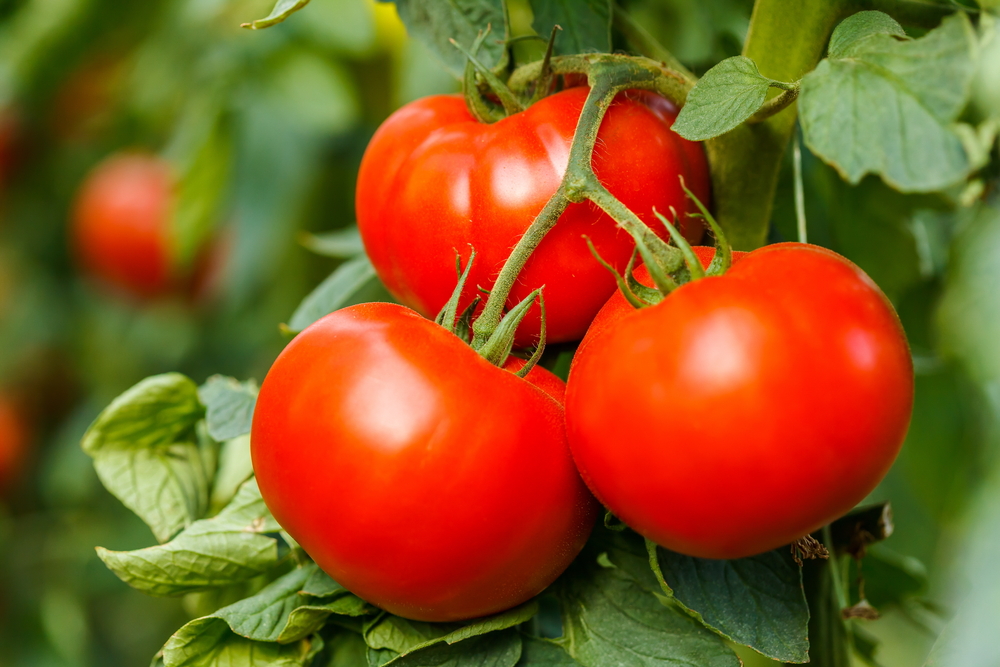 Grow Bag Size for Tomatoes