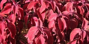 African Potato Mint Care