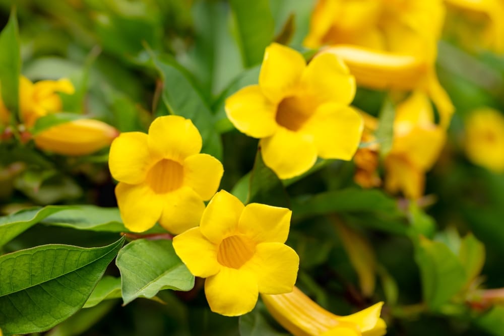 Allamanda Bush