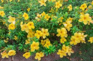 Low Maintenance Shrubs for Central Florida