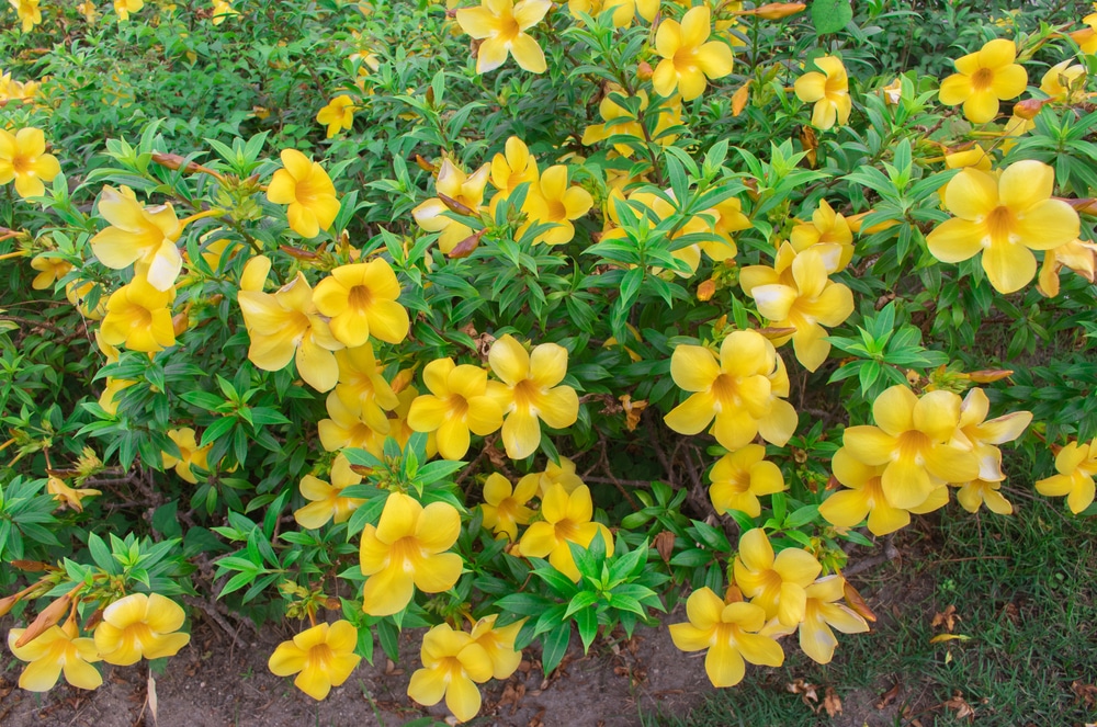 Allamanda Bush