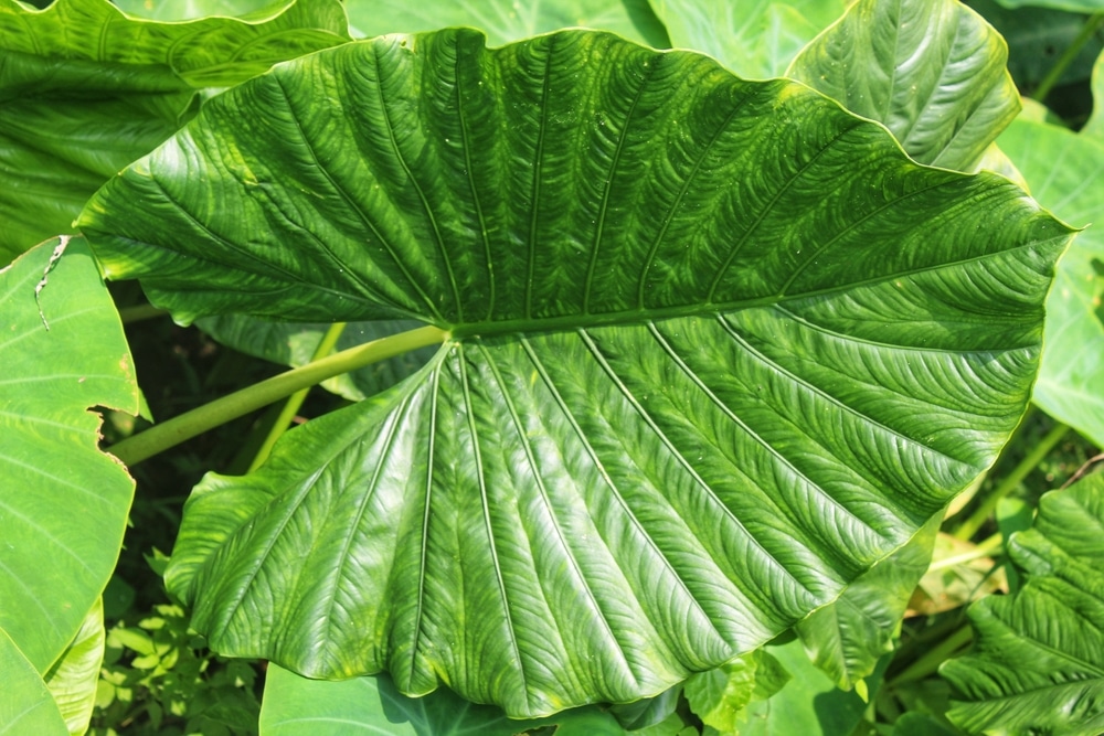 Alocasia Odora