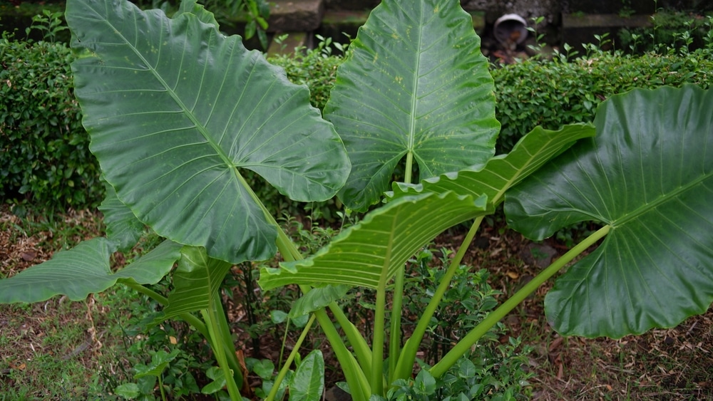 Alocasia Odora