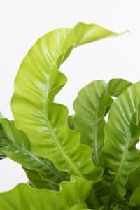 Asplenium Hurricane