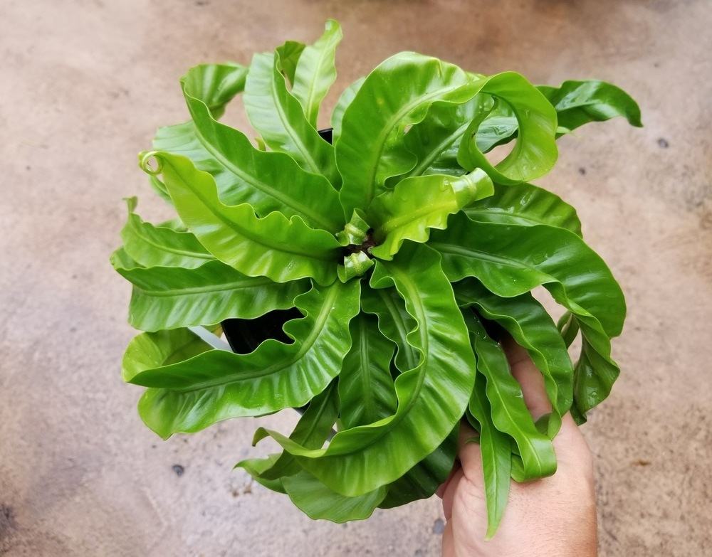 Asplenium Hurricane