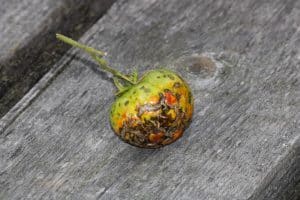 White Spots on Tomatoes