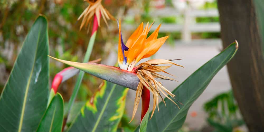 bird of paradise leaves curling