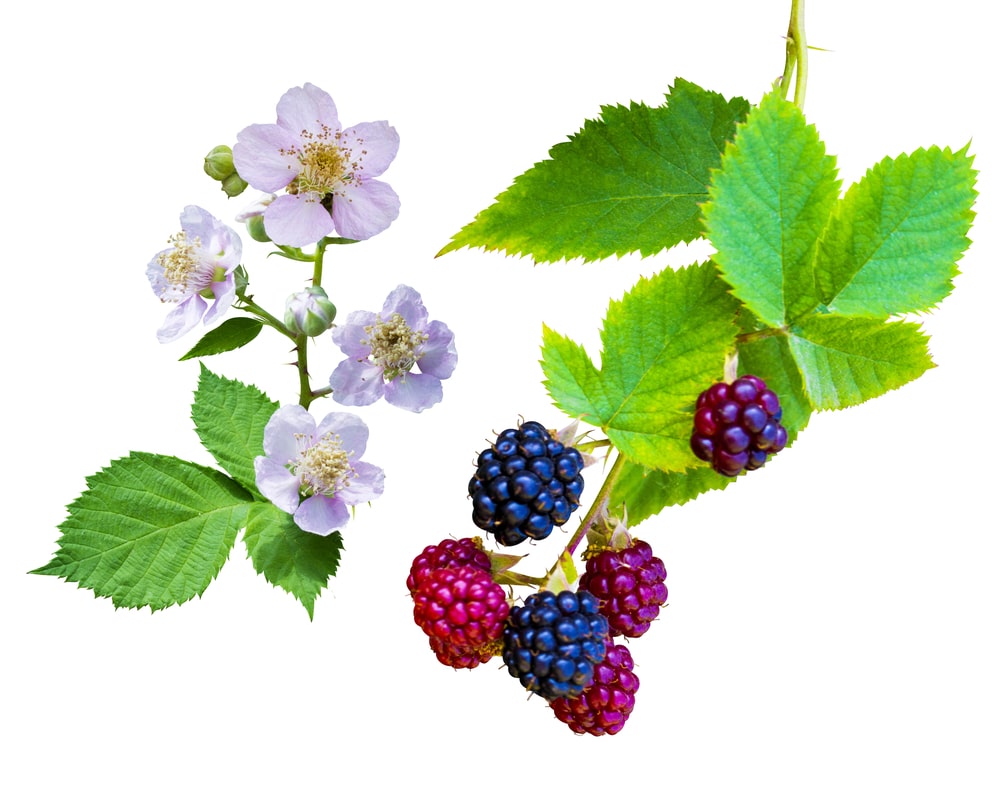 when do blackberry bushes produce fruit