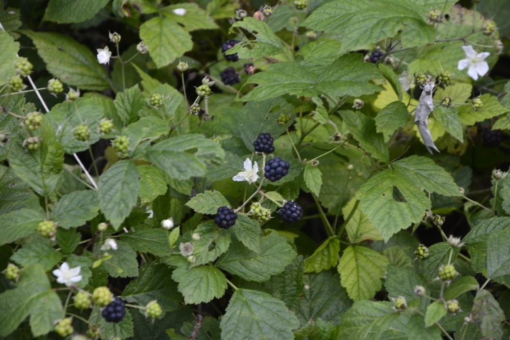 when do blackberry bushes produce fruit