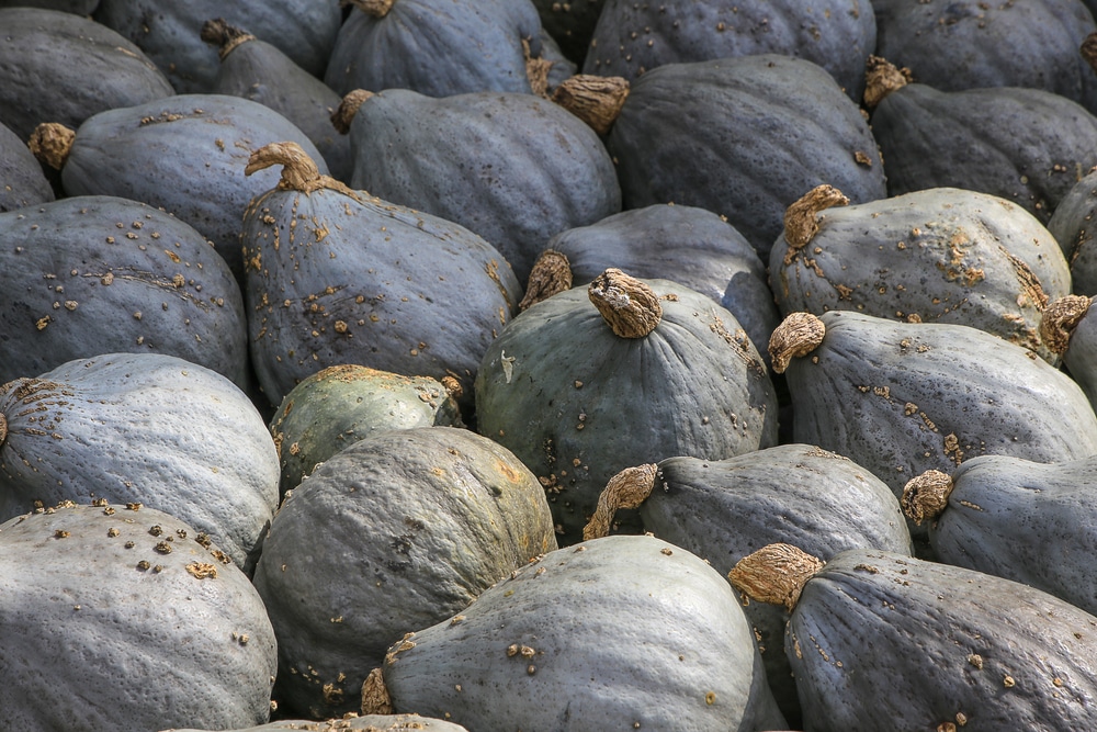 Blue Hubbard Squash