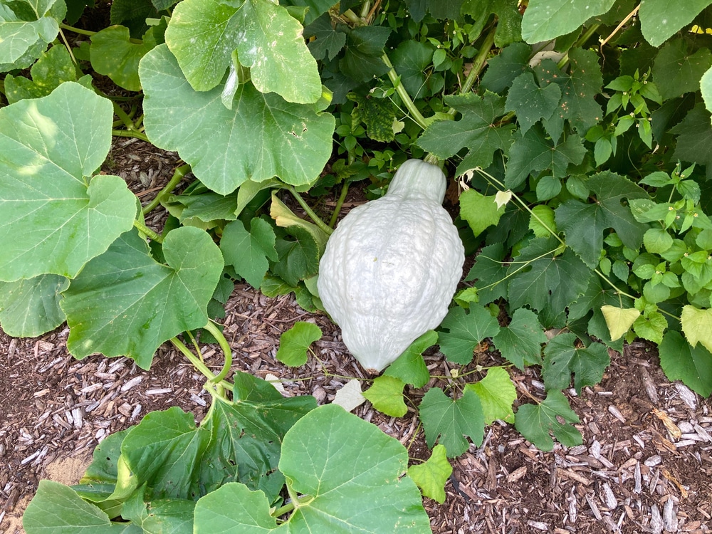 Blue Hubbard Squash