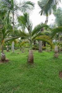 Bottle Palm