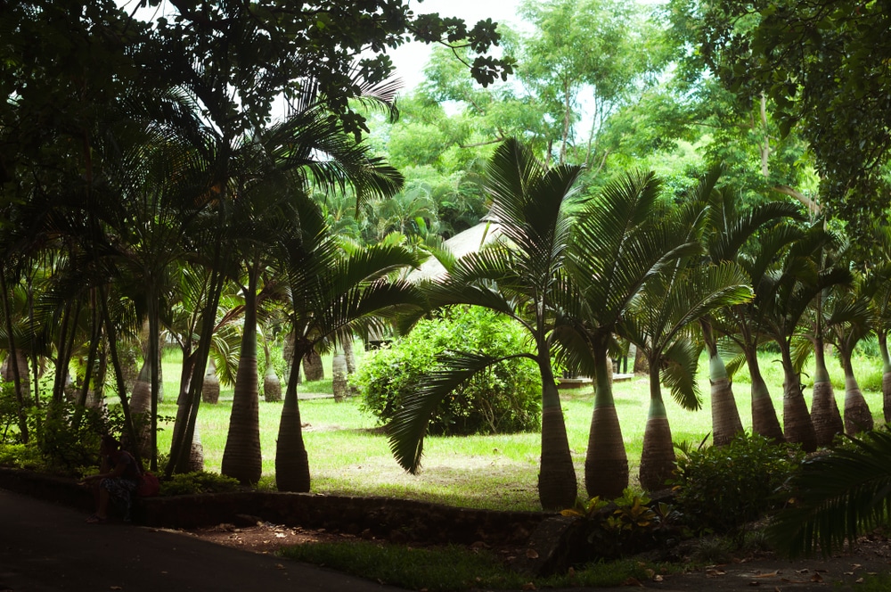 Bottle Palm