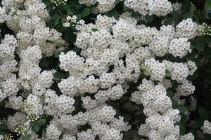 Bridal Wreath Spirea