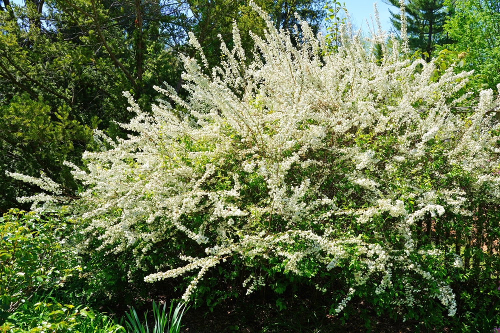 Bridal Wreath Spirea