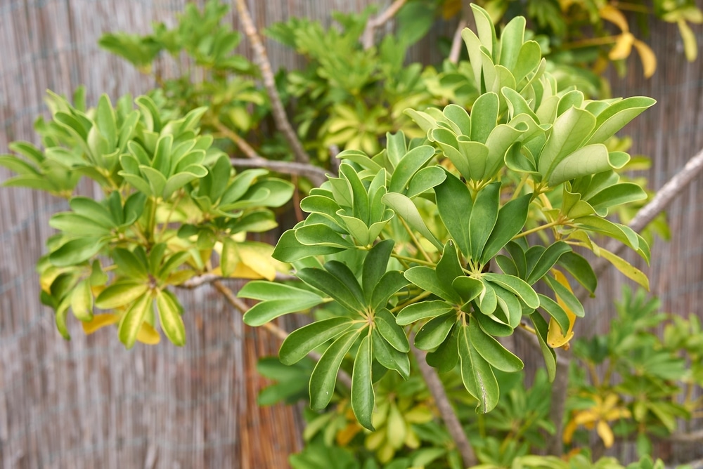 Brown spots on Schefflera leaves