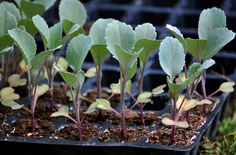 Cabbage seedlings leggy