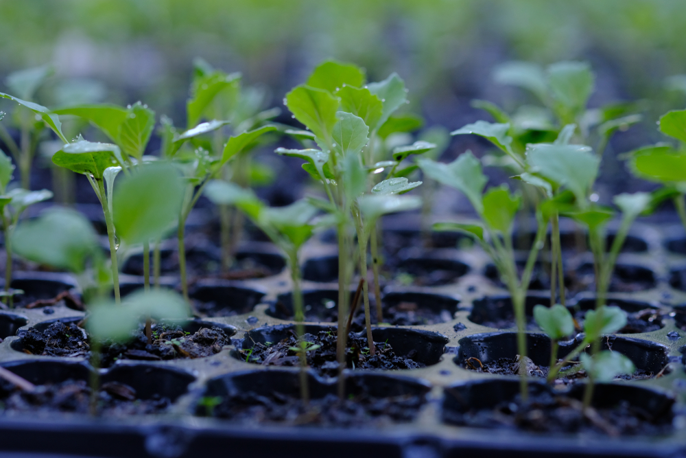 Cabbage seedlings leggy