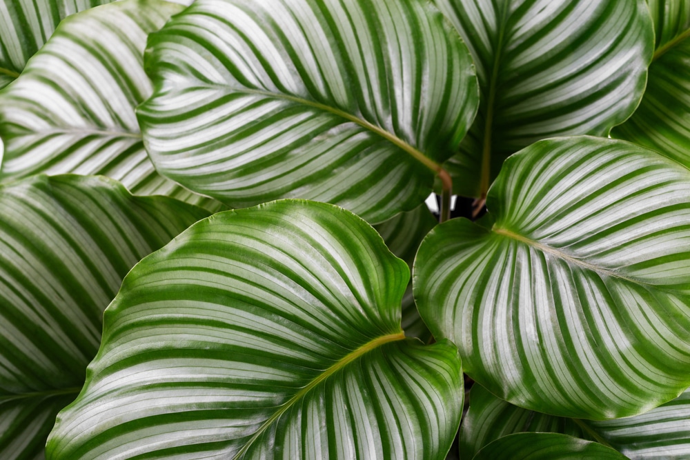 Calathea orbifolia