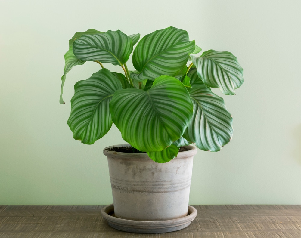 Calathea orbifolia